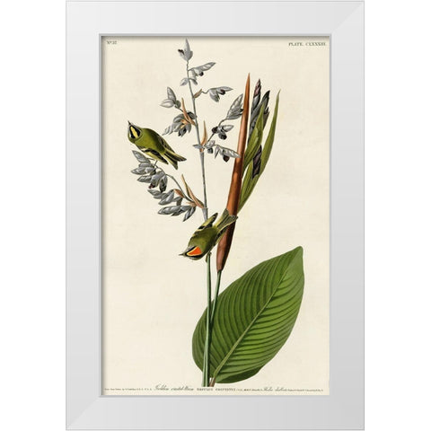 Golden Crested Wren White Modern Wood Framed Art Print by Vintage Apple Collection