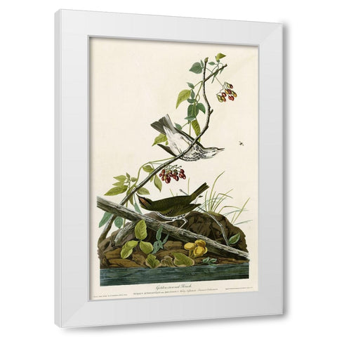 Golden Crowned Thrush White Modern Wood Framed Art Print by Vintage Apple Collection