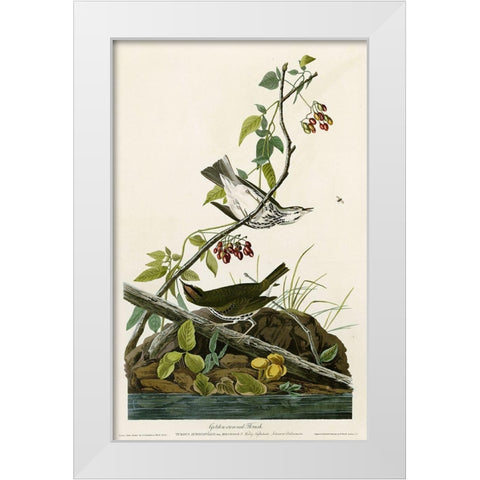 Golden Crowned Thrush White Modern Wood Framed Art Print by Vintage Apple Collection