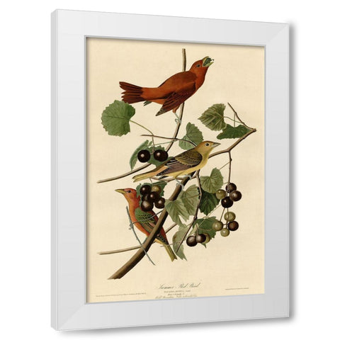 Summer Red Bird White Modern Wood Framed Art Print by Vintage Apple Collection
