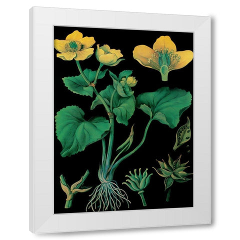 Marsh Marigold White Modern Wood Framed Art Print by Vintage Apple Collection