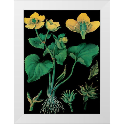 Marsh Marigold White Modern Wood Framed Art Print by Vintage Apple Collection
