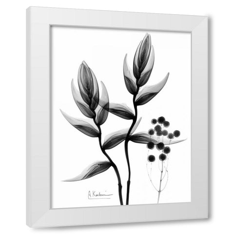 Heliconia Arrangement BandW White Modern Wood Framed Art Print by Koetsier, Albert