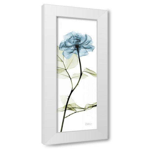Long Blue Rose White Modern Wood Framed Art Print by Koetsier, Albert