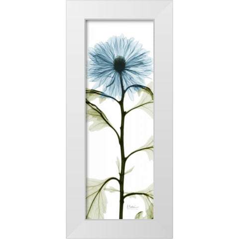 Long Blue Chrysanthemum White Modern Wood Framed Art Print by Koetsier, Albert