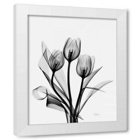 Three Gray Tulips H14 White Modern Wood Framed Art Print by Koetsier, Albert