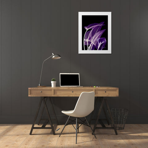 Purple Calla White Modern Wood Framed Art Print by Koetsier, Albert