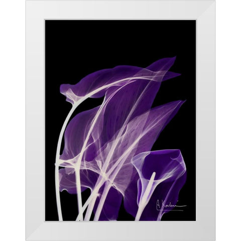 Purple Calla White Modern Wood Framed Art Print by Koetsier, Albert