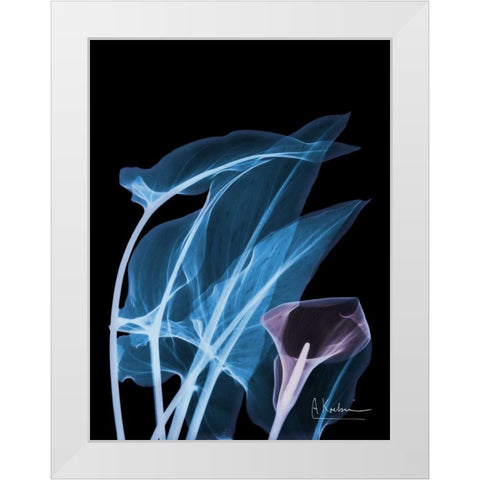 Blue Purple Calla White Modern Wood Framed Art Print by Koetsier, Albert