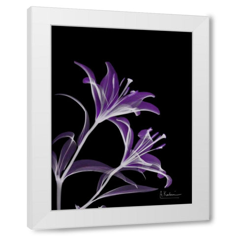 Purple Lily White Modern Wood Framed Art Print by Koetsier, Albert