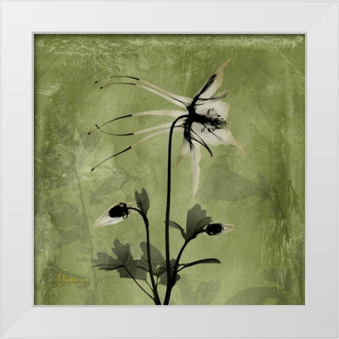Columbine White Modern Wood Framed Art Print by Koetsier, Albert