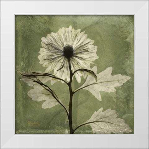 Chrysanthemum White Modern Wood Framed Art Print by Koetsier, Albert