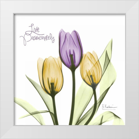 Live Passionately Tulips White Modern Wood Framed Art Print by Koetsier, Albert