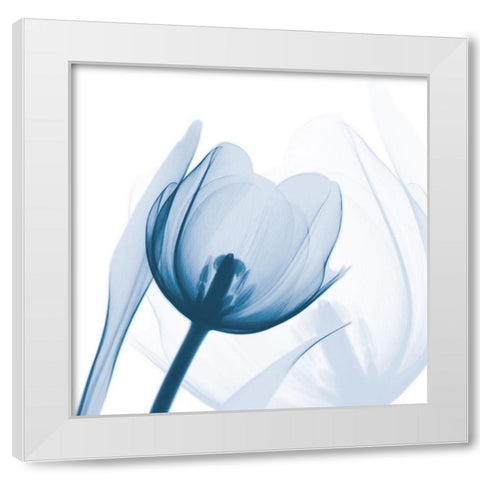 Indigo Tulip White Modern Wood Framed Art Print by Koetsier, Albert