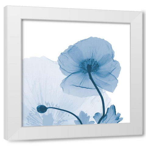 Indigo Iceland Poppy White Modern Wood Framed Art Print by Koetsier, Albert