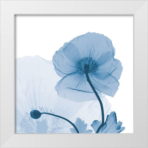 Indigo Iceland Poppy White Modern Wood Framed Art Print by Koetsier, Albert