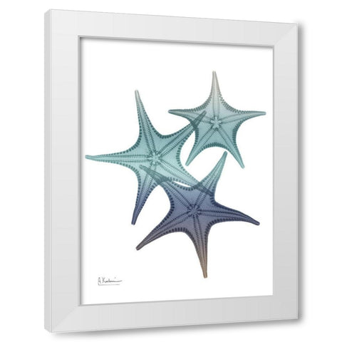 Starfish Ombre 2 White Modern Wood Framed Art Print by Koetsier, Albert