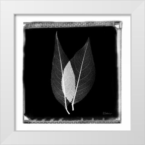 Caplulin Cherry STAR White Modern Wood Framed Art Print by Koetsier, Albert