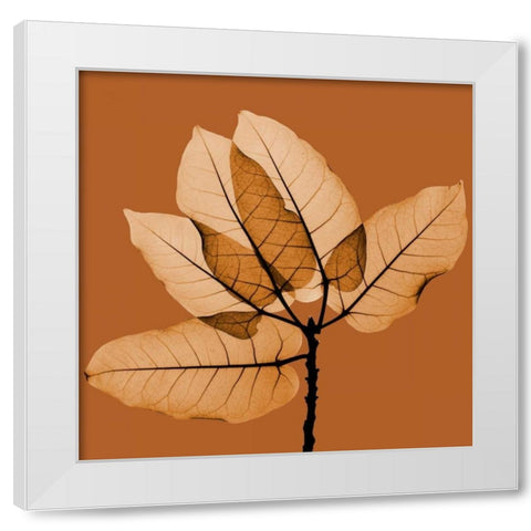 Harvest Leaves 1C White Modern Wood Framed Art Print by Koetsier, Albert