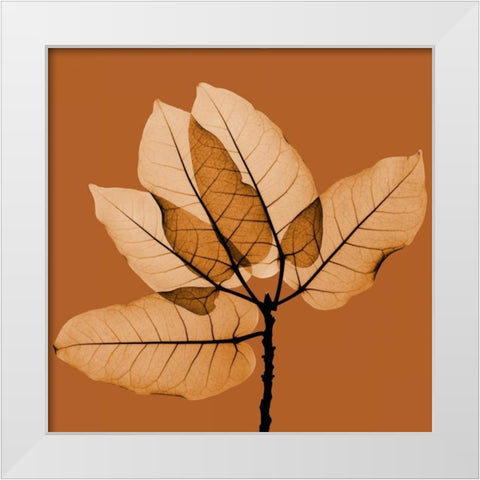 Harvest Leaves 1C White Modern Wood Framed Art Print by Koetsier, Albert