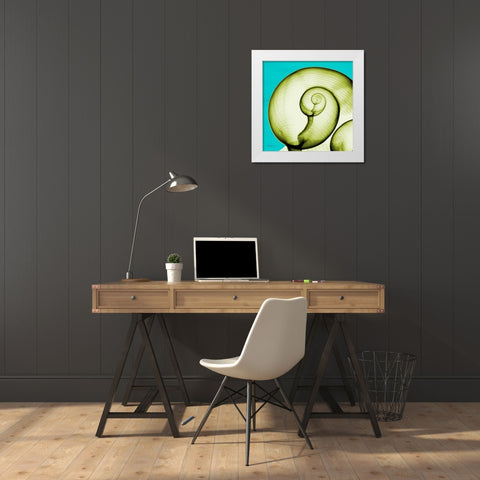 Moon Snail White Modern Wood Framed Art Print by Koetsier, Albert