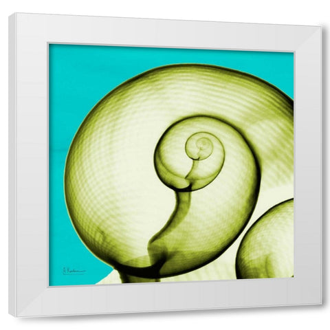 Moon Snail White Modern Wood Framed Art Print by Koetsier, Albert