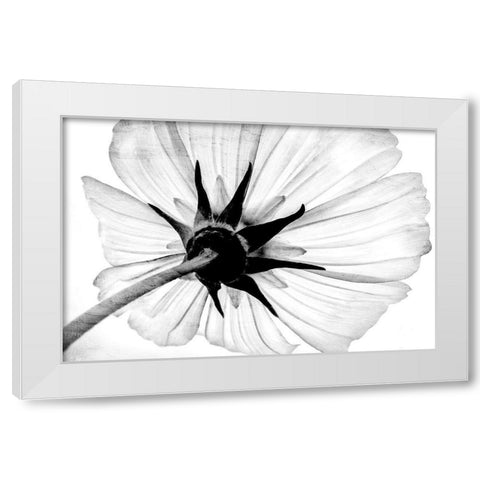 Anemone White Modern Wood Framed Art Print by Bailey, Ann