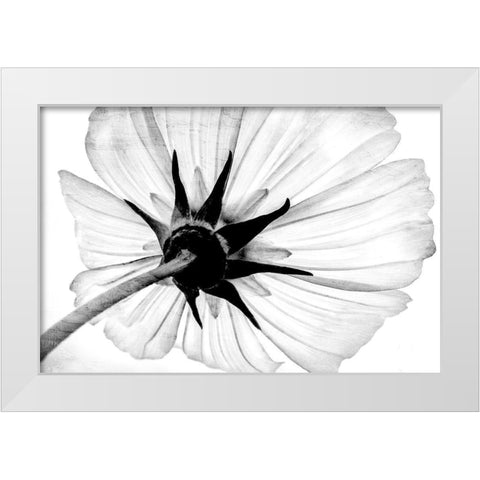 Anemone White Modern Wood Framed Art Print by Bailey, Ann