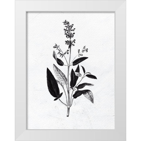 Pressed Herbs 3 White Modern Wood Framed Art Print by Bailey, Ann