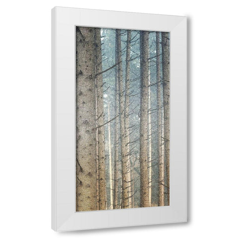 Forest Dreaming 2 White Modern Wood Framed Art Print by Bailey, Ann