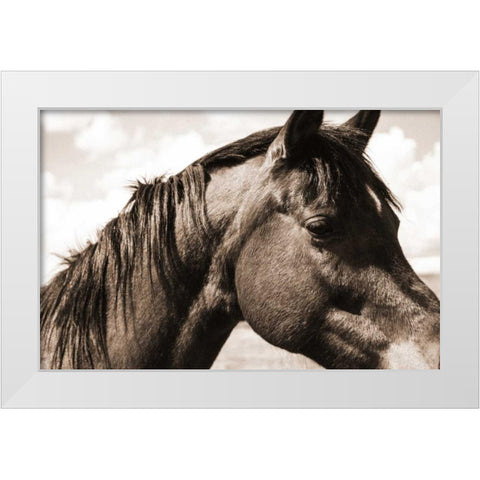 Solitary Horse White Modern Wood Framed Art Print by Alvarez, Cynthia