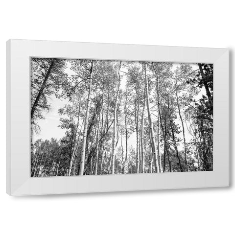 Aspen BW 1 White Modern Wood Framed Art Print by Urquhart, Elizabeth