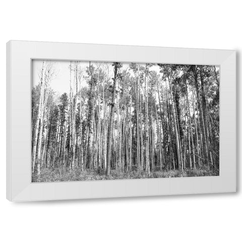 Aspen BW 2 White Modern Wood Framed Art Print by Urquhart, Elizabeth