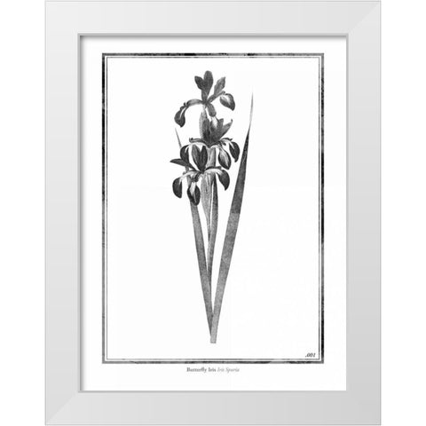 Butterfly Iris White Modern Wood Framed Art Print by Grey, Jace