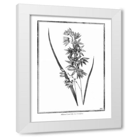 African Corn Lily White Modern Wood Framed Art Print by Grey, Jace