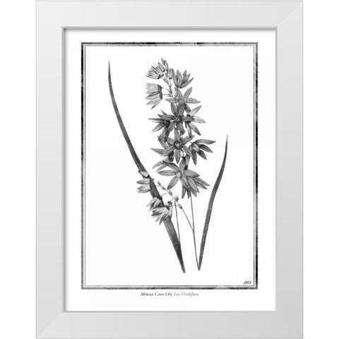 African Corn Lily White Modern Wood Framed Art Print by Grey, Jace