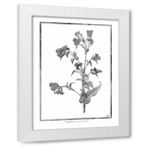 Commelina White Modern Wood Framed Art Print by Grey, Jace