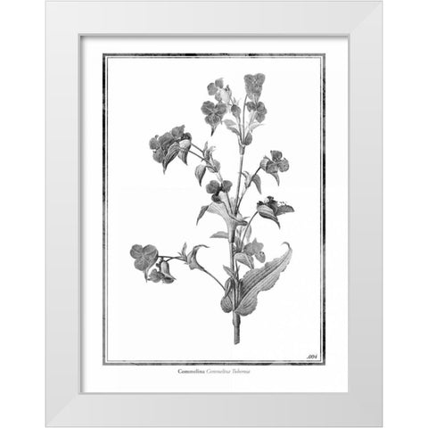 Commelina White Modern Wood Framed Art Print by Grey, Jace