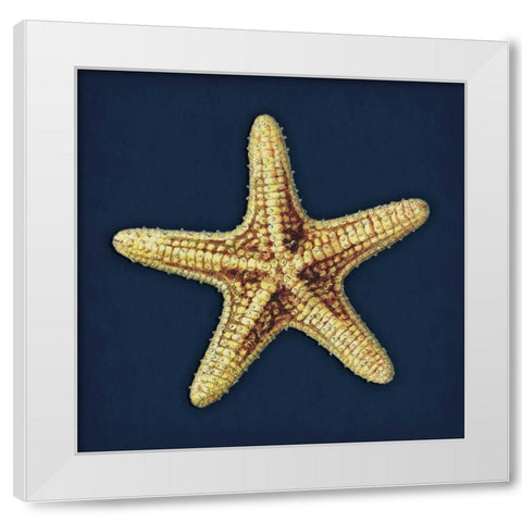 Star Fish Navy White Modern Wood Framed Art Print by Grey, Jace