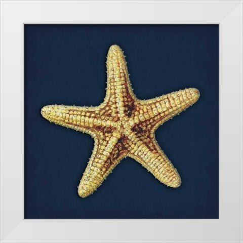 Star Fish Navy White Modern Wood Framed Art Print by Grey, Jace