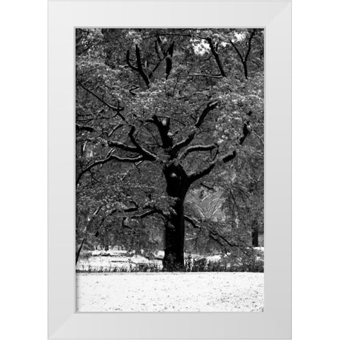 Central Park Solitary Friend White Modern Wood Framed Art Print by Grey, Jace