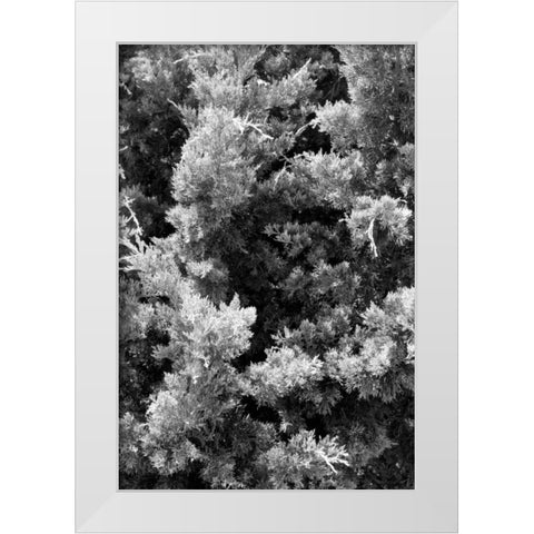 Beach Foliage 3 White Modern Wood Framed Art Print by Grey, Jace