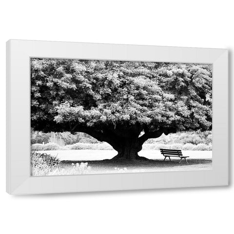 LA Arboretum White Modern Wood Framed Art Print by Grey, Jace