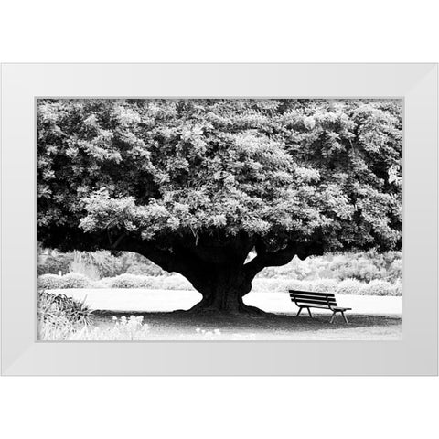 LA Arboretum White Modern Wood Framed Art Print by Grey, Jace