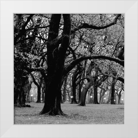 Central Park 2A White Modern Wood Framed Art Print by Grey, Jace