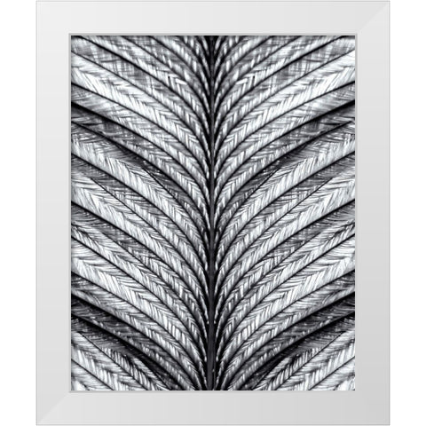 Black and White Feather 1 White Modern Wood Framed Art Print by Kimberly, Allen