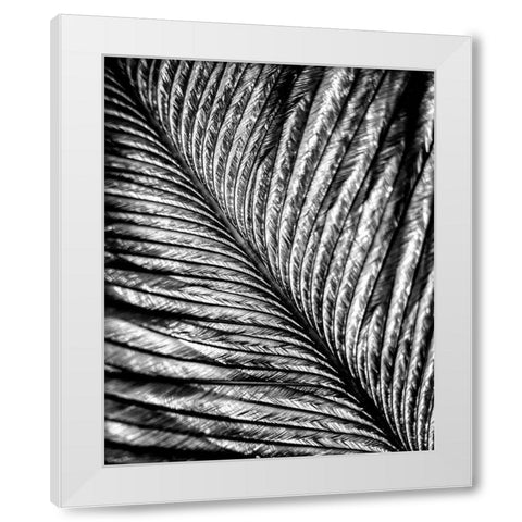 Black and White Feather 2 White Modern Wood Framed Art Print by Kimberly, Allen