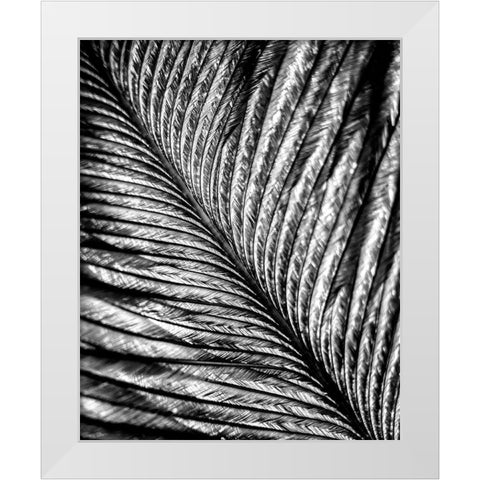 Black and White Feather 2 White Modern Wood Framed Art Print by Kimberly, Allen