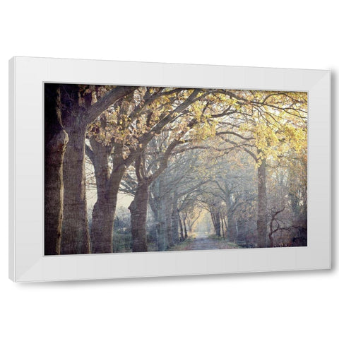 Avenue of Trees White Modern Wood Framed Art Print by Kimberly, Allen