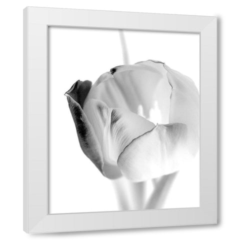 Black and White Tulip 1 White Modern Wood Framed Art Print by Kimberly, Allen